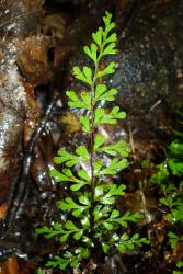 Lindsaea trichomanoides. Mature 2‑pinnate frond with red-brown rachis becoming green distally.
 Image: L.R. Perrie © Te Papa 2015 CC BY-NC 3.0 NZ